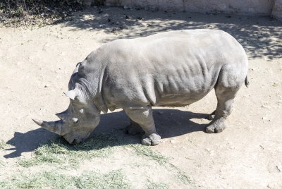 SA Zoo Southern White Rhino